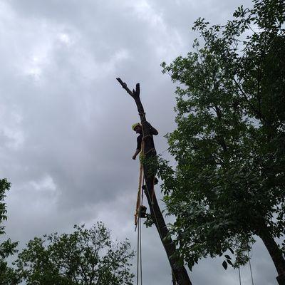 tree removal