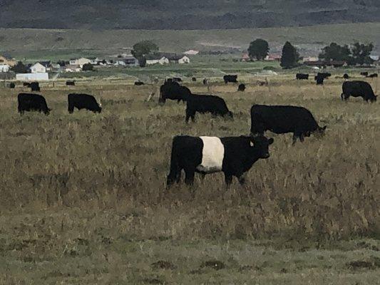 oreo cows, from Loa UT