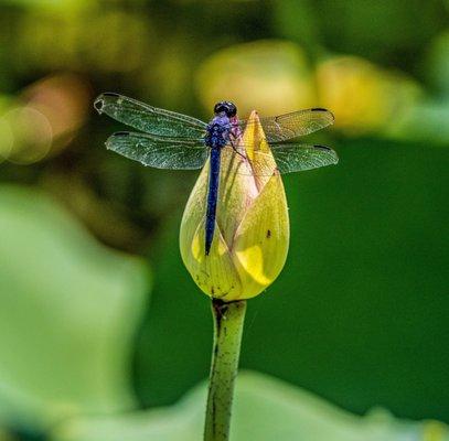 Pretty blue dragonfly!