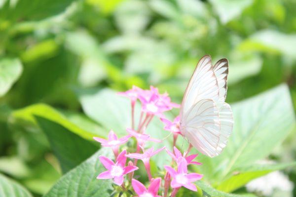 Butterfly garden 8/13/22