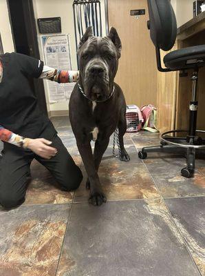 Large Breeds are welcome, this puppers is a Cane Corso came in for his puppy shots .