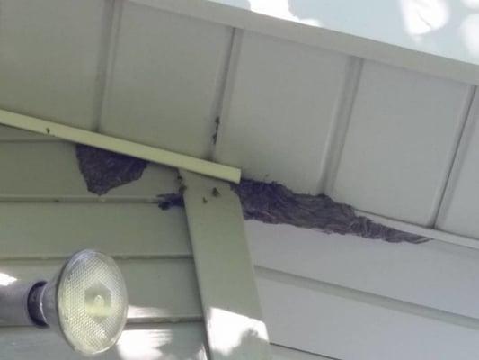 Sometimes a nest in the siding gets so big, it starts to pour out through the cracks. Spraying a nest in your structure with ...