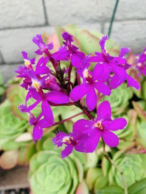 5/28/23 Beautiful orchid blooms in Pico Rivera, my auntie's plant