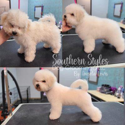 Show bichon trim