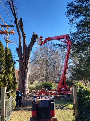 Stein Tree Service