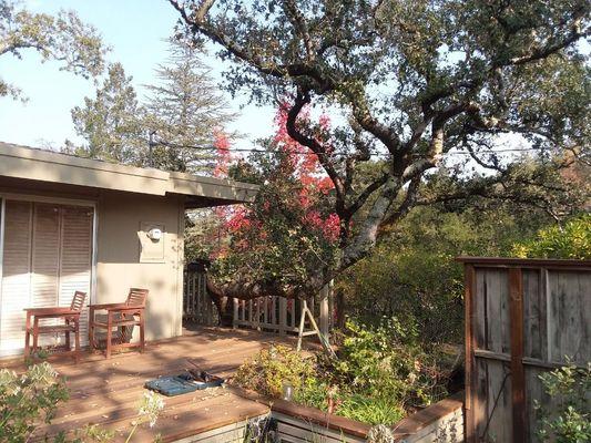 Proping a leaning oak over a deck