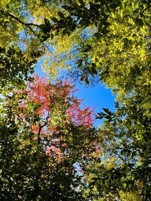 Lovely fall colors along the trail!