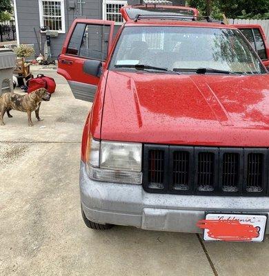 when we got the car home and we were showing it off to our dogs!