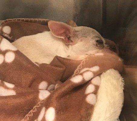 Nurses gave him comfy bed and covered him with soft blanket so he could be super comfortable-that made me real happy-and obviously him too!