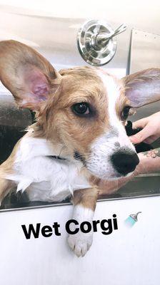 Corgi getting some TLC