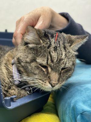 My cat chillaxing with acupuncture.