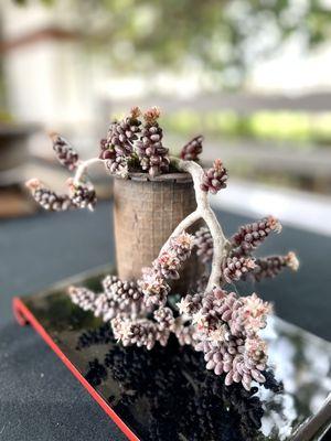 Kofu Bonsai Kai Exhibit during the Japanese Cherry Blossom Festival