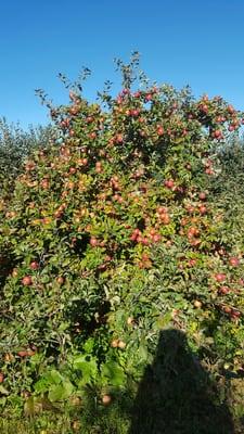 Super packed apple tree