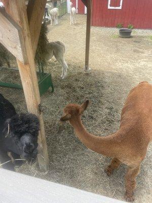 Alpacas