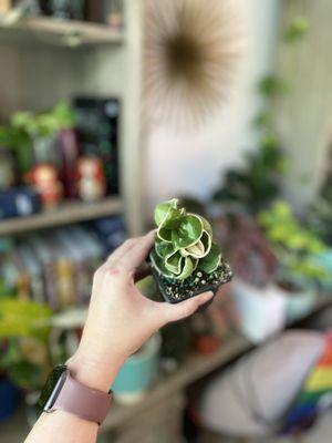 Hoya Compacta Variegated