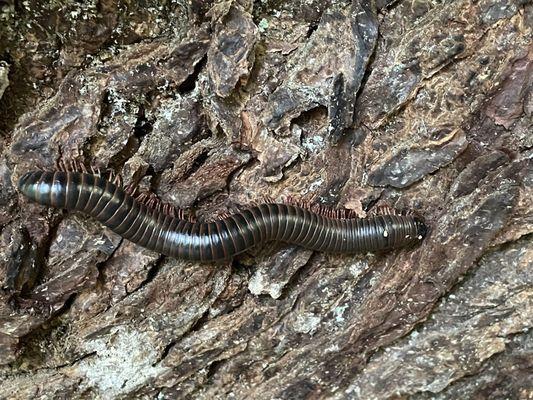 Saw lots of these on the walk. Watch your step!