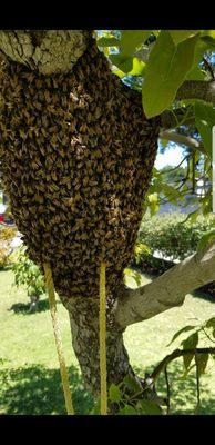 Huge swarm in the front yard at the top of a swing set. Ready to be relocated!