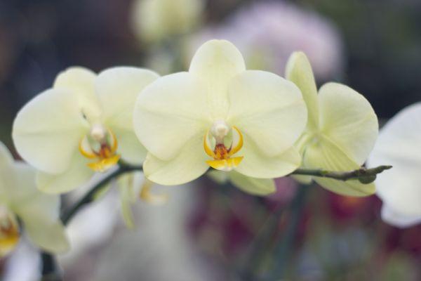 Phaleonopsis Orchids - a beautiful houseplant to add a tropical flair to your home.