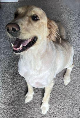 My bald dog who was once a golden retriever and now has the cut of a lab