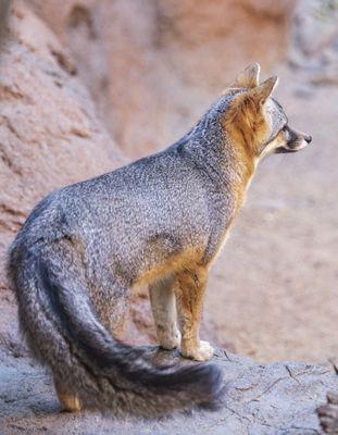 Arizona-Sonora Desert Museum