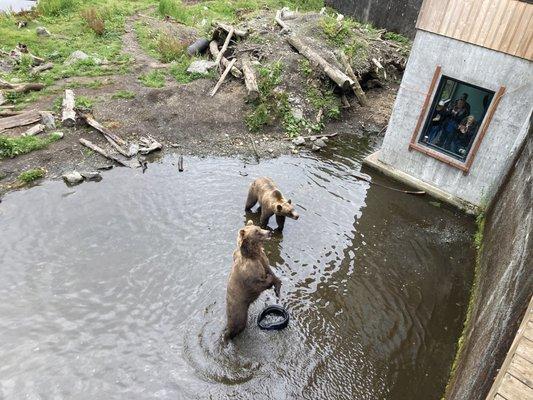 Brown bear