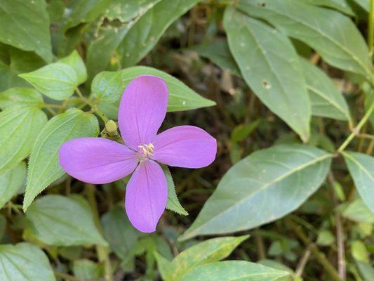 Flower along the Trail...