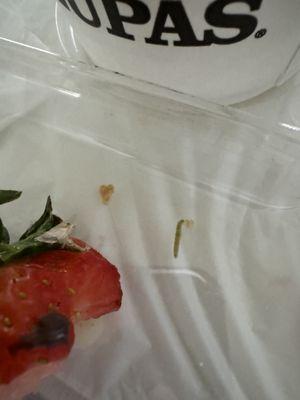 Found a worm in my strawberry