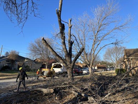 Tree removal