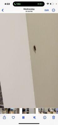 Cockroach in kitchen