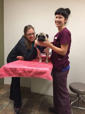 Taking care of pugsly at Four Paws Veterinary Center.