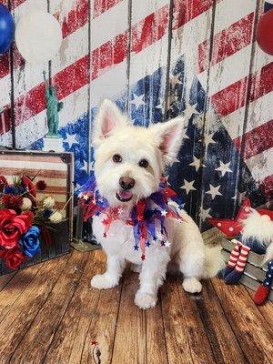 Our cutie Aspen after getting groomed Thanks Nicole!