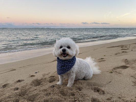 Bischon Frise. Beach.