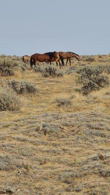 Better photos from my camera later.  Pricey but seeing 41 wild horses win one spot was neat.