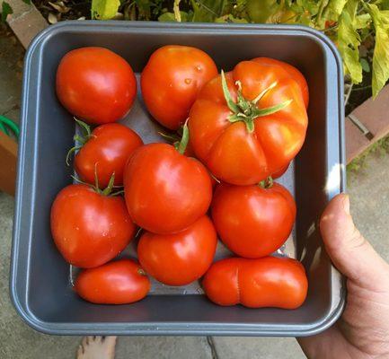 Ace-bought tomato seedlings grew stronger with Ace-bought Miracle-Gro.  1st Batch