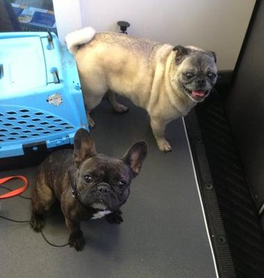 Stella my business manager and her best friend Phoebe the pug, after Phoebe's bath