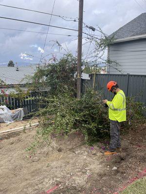 This is how TREE SERVICE KINGS trims an ancient bougainvillea. They hack it with a chain saw and kill it.