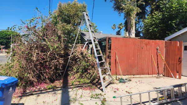 Bougainvillea removal