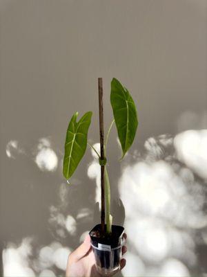 Alocasia Frydek