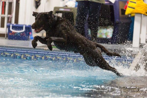 Toby a natural jumper! Photo courtesy of James Haga