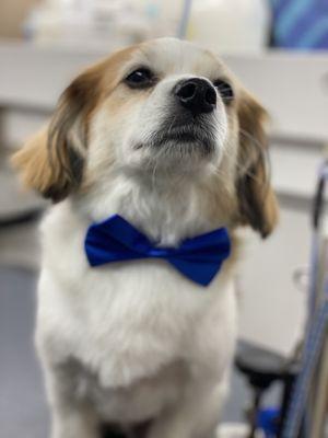 Copper always looking so handsome in a fresh bow tie