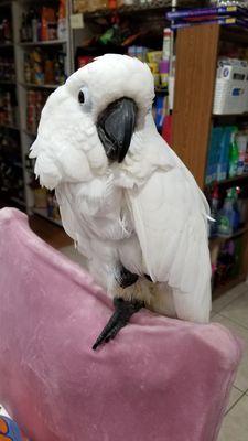 Unbrella cockatoo (toos are very needy, loud, smart, and cannot stay caged. Not for beginners)