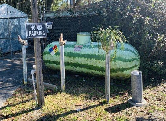 Big watermelon out back