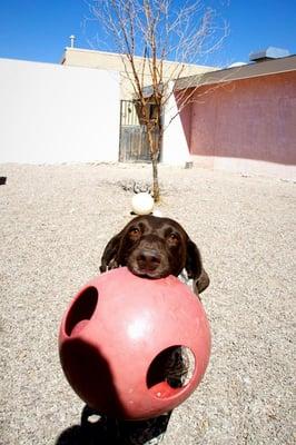 Come play at Sabino Canyon Pet Resort!