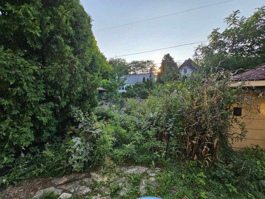 BEFORE:
Overgrown pond and backyard vegetation in backyard of property.