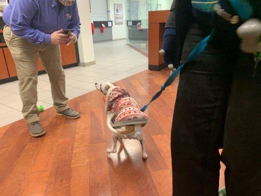 The whole staff at Don Miller Subaru West LOVED our pup Trunks and gave him treats and pats