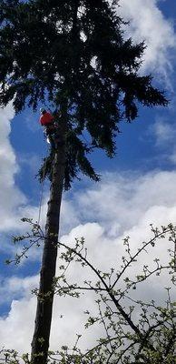 Tree Care