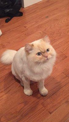 The lion cut! So handsome.