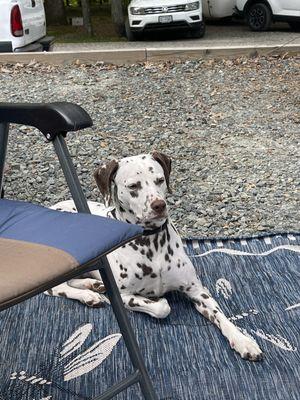 Camping Dalmatian!