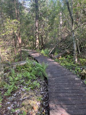 Bridge path on Bay trail