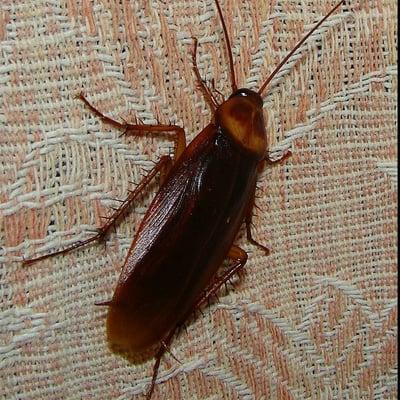 Rhode Island Cockroach Control Services.